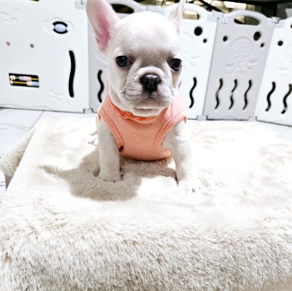 Top Paw Puppy Dog Shirt - Picture 5 of 10